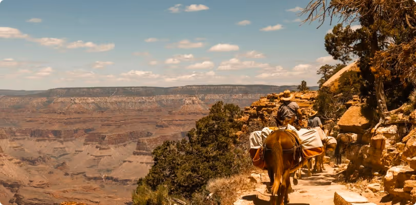 Mules carrying riders along a trail at the Grand Canyon